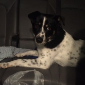 Benji-Available Dog 