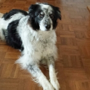 Bella-Available Dog 