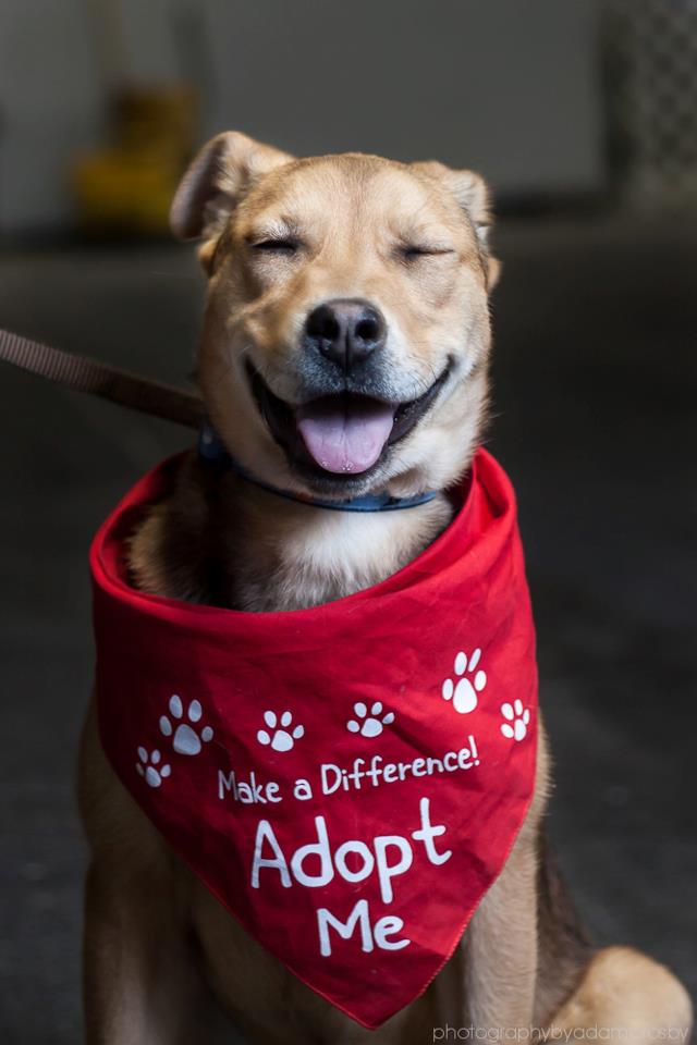 Why Adopt? - Image 1
