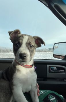 Prairie Sky Dog Rescue